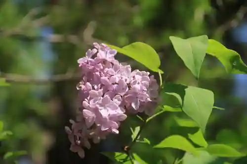 阿久津「田村神社」（郡山市阿久津町）旧社名：伊豆箱根三嶋三社(福島県)