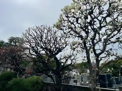 宗善寺(東京都)