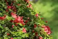 国宝 大法寺の自然