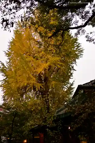 小野照崎神社の自然