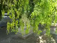 屯倉神社の狛犬