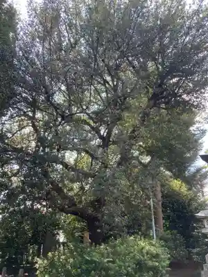 山王稲穂神社の自然