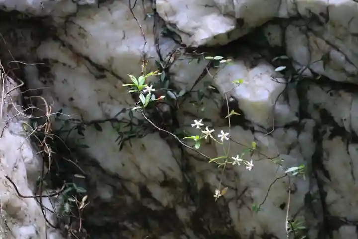 鹿島大神宮の自然