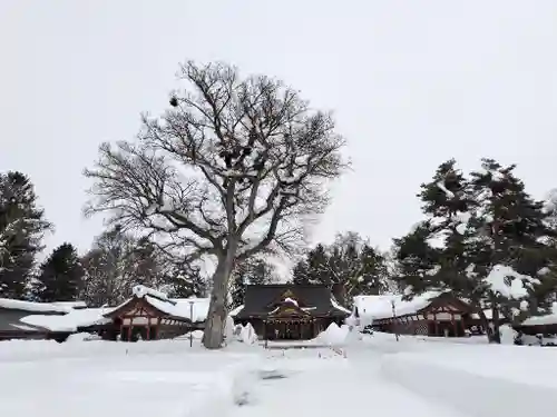 北海道護國神社の景色