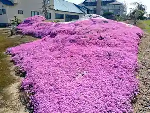 雨竜 専福寺の庭園(2024年05月20日(月) 19時08分14秒投稿)