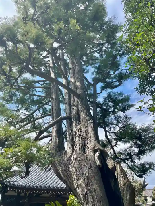 法真寺の{uncategorized: "未分類", other: "その他", undefined: "問題あり", building: "その他建物", grave: "お墓", sacred_gate: "鳥居", guardian: "狛犬", statue: "像", buddha: "仏像", history: "歴史", nature: "自然", garden: "庭園", animal: "動物", pagoda: "塔", temizu: "手水舎", mountain_gate: "山門・神門", sanctuary: "本殿・本堂", subordinate: "末社・摂社", art: "芸術", scenery: "景色", jizo: "地蔵", ema: "絵馬", goshuin: "御朱印", omikuji: "おみくじ", items: "授与品その他", amulet: "お守り", goshuincho: "御朱印帳", eats: "食事", festival: "お祭り", votive_dance: "神楽", shichigosan: "七五三参", wedding: "結婚式", experience: "体験その他", initially: "初詣", around: "周辺", anti_infection: "感染症対策"}