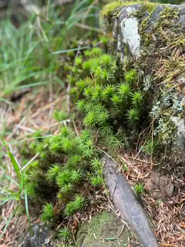 穂高神社奥宮の自然