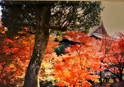 東福禅寺（東福寺）の自然