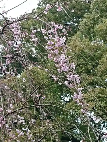 代々木八幡宮の自然