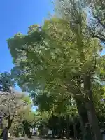 篠原八幡神社の{uncategorized: "未分類", other: "その他", undefined: "問題あり", building: "その他建物", grave: "お墓", sacred_gate: "鳥居", guardian: "狛犬", statue: "像", buddha: "仏像", history: "歴史", nature: "自然", garden: "庭園", animal: "動物", pagoda: "塔", temizu: "手水舎", mountain_gate: "山門・神門", sanctuary: "本殿・本堂", subordinate: "末社・摂社", art: "芸術", scenery: "景色", jizo: "地蔵", ema: "絵馬", goshuin: "御朱印", omikuji: "おみくじ", items: "授与品その他", amulet: "お守り", goshuincho: "御朱印帳", eats: "食事", festival: "お祭り", votive_dance: "神楽", shichigosan: "七五三参", wedding: "結婚式", experience: "体験その他", initially: "初詣", around: "周辺", anti_infection: "感染症対策"}