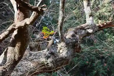 都々古別神社(馬場)の自然