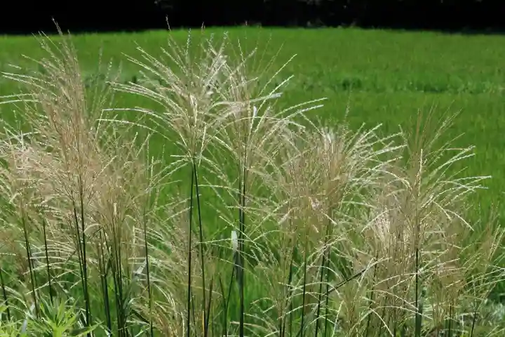 大六天麻王神社の自然