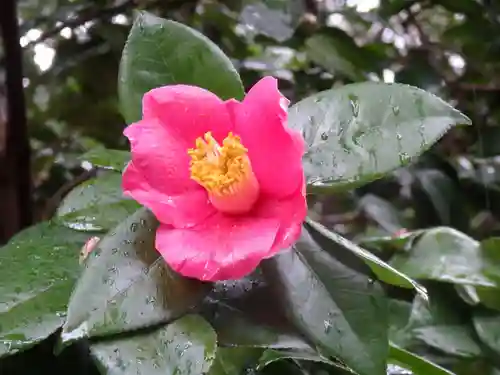 靖國神社の自然