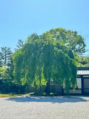 高台寺（高台寿聖禅寺・高臺寺）(京都府)