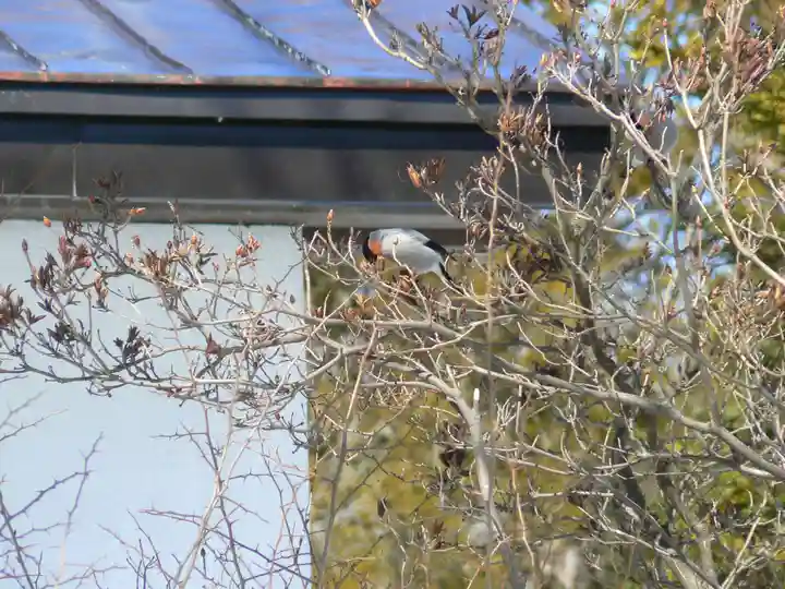 留辺蘂神社の動物
