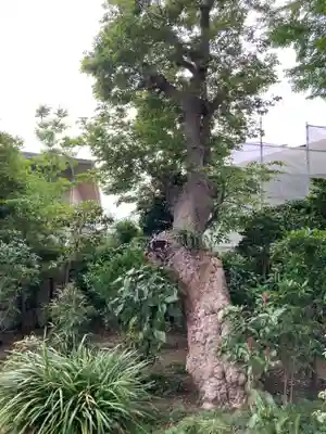 由比若宮(元鶴岡八幡宮)の自然