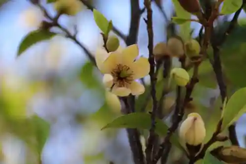 阿邪訶根神社の自然