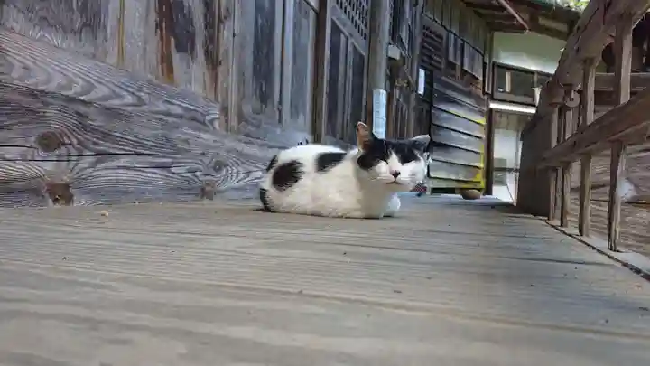 修那羅山安宮神社の動物