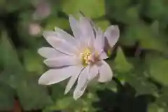 瀧樹神社の自然