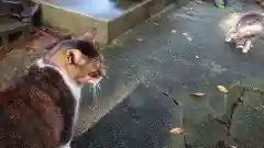 玉野御嶽神社の動物