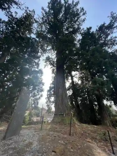 村山浅間神社の自然