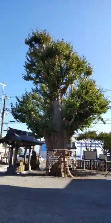 鴨居八幡神社の自然