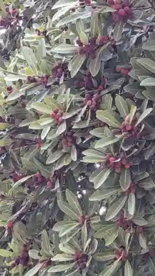 海蔵寺(愛知県)