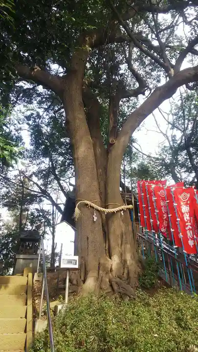 城山神社の自然