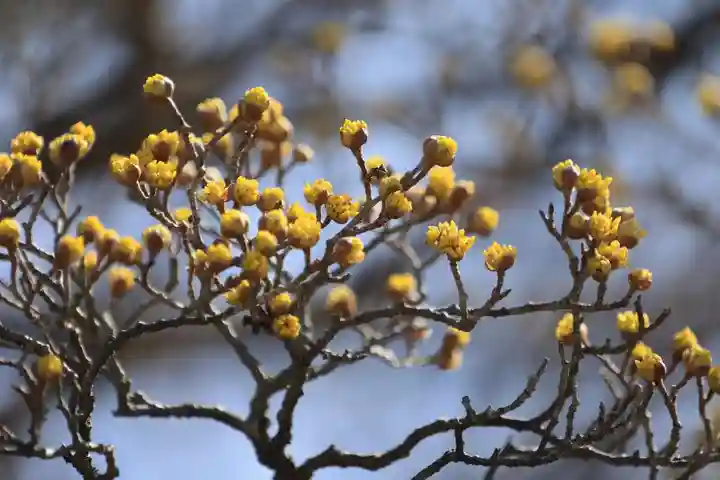 開成山大神宮の庭園
