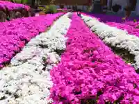 寿量山 速成寺の自然