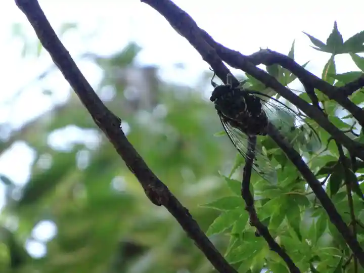 神炊館神社 ⁂奥州須賀川総鎮守⁂の動物