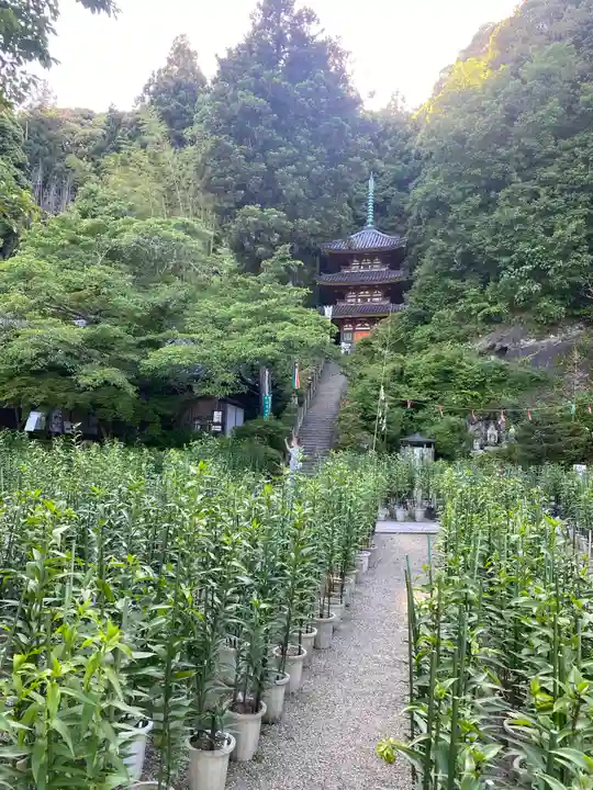 松尾寺(奈良県)