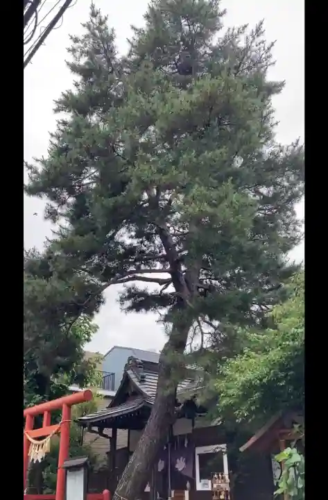 猿田彦神社(東京都)