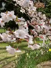 新琴似神社の自然