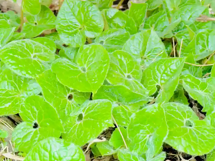 土津神社|こどもと出世の神さま(福島県)