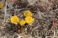 三坂稲荷神社の自然