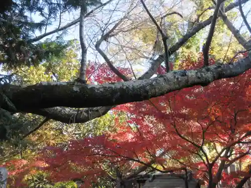 長勝寺の自然