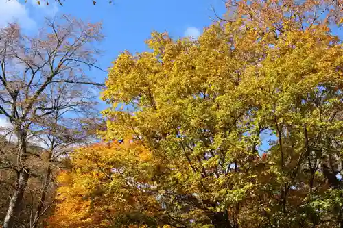 隠津島神社の自然