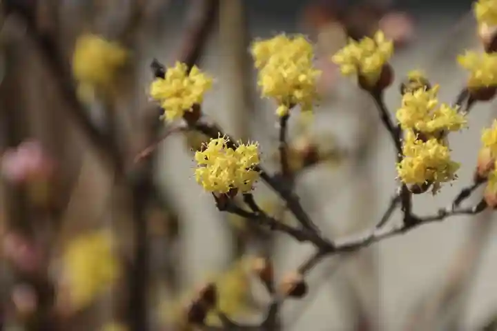 滑川神社 - 仕事と子どもの守り神の授与品その他