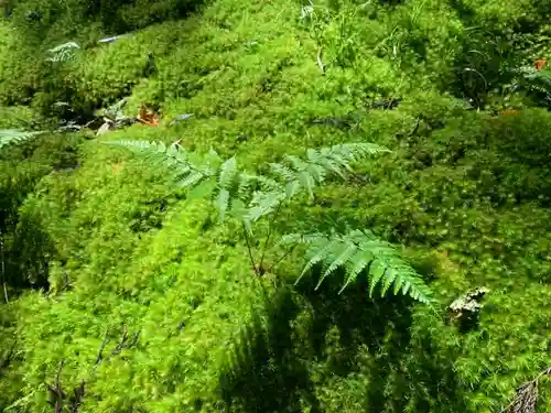 平泉寺白山神社の自然
