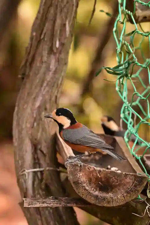 峯神社(大麻比古神社奥宮)(徳島県)