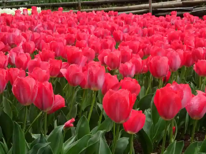 泉蔵寺(神奈川県)
