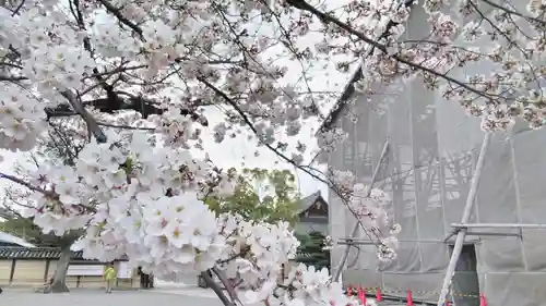 東寺（教王護国寺）の自然