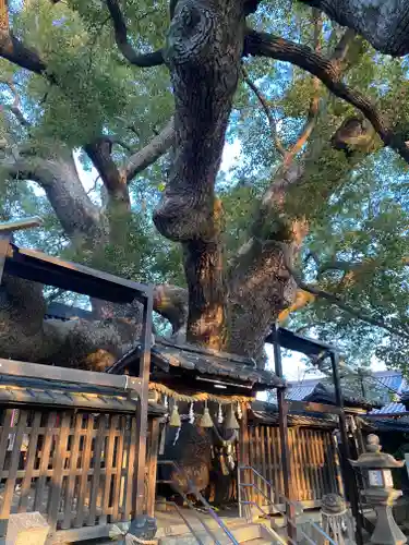 三島神社の自然