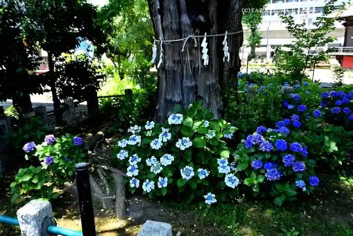 磐井神社(東京都)