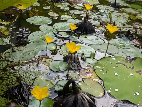 岩井八坂神社(茨城県)