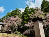 タカトオコヒガンザクラ