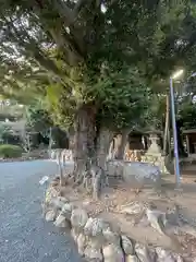 熊野神社の自然