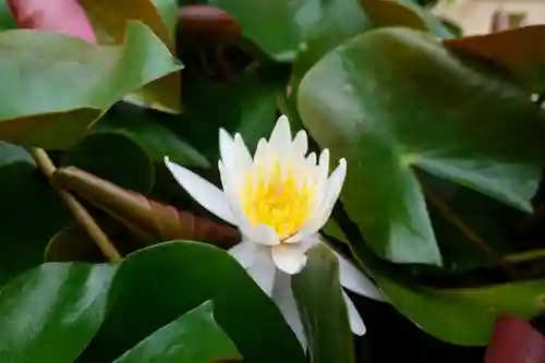 おふさ観音（観音寺）の庭園