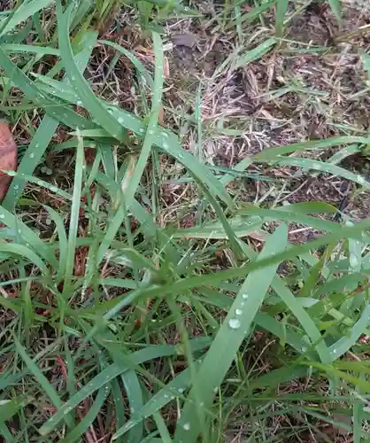 刺田比古神社の自然